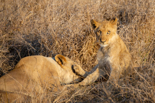 istock a lion cub playing and fighting with her mother 1187435481