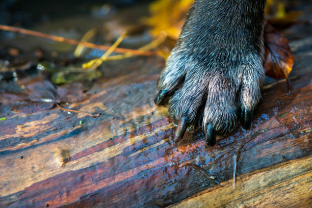 istock Dog paw close up 1187435513