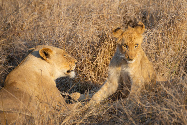 istock a lion cub playing and fighting with her mother 1187435607