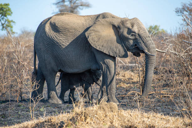 istock a mother elephant protecting her calf 1187435736