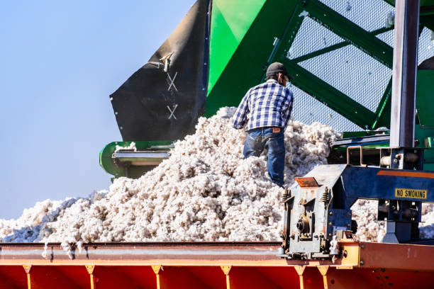 Nov 10, 2019 Merced / CA / USA - Workers preparing for shipping harvested cotton at a farm in Central California