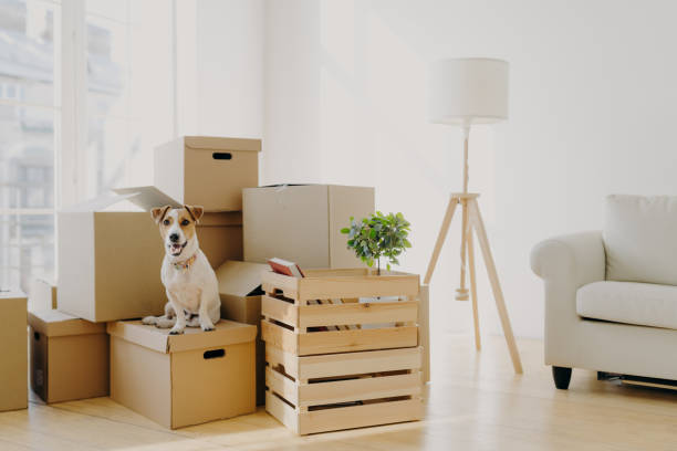 Photo of pedigree cute dog poses on pile of cardboard boxes with owner belongings, relocate in new flat, empty room with white walls, lamp and sofa, big window. Animals and Moving Day concept Photo of pedigree cute dog poses on pile of cardboard boxes with owner belongings, relocate in new flat, empty room with white walls, lamp and sofa, big window. Animals and Moving Day concept relocation stock pictures, royalty-free photos & images