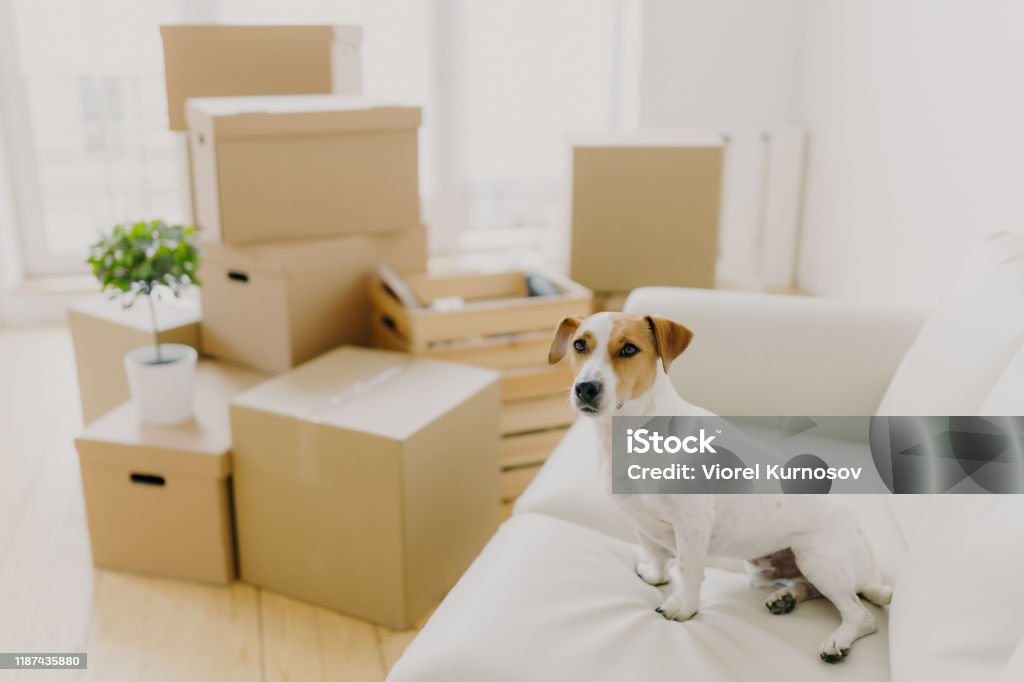 Horizontal shot of jack russel terrier poses on white confortable sofa, lives in new apartment, stack of cardboard parcels in background. Pedigree dog in new bought dwelling. Relocation concept Dog Stock Photo