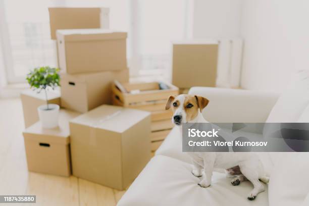 Horizontal Shot Of Jack Russel Terrier Poses On White Confortable Sofa Lives In New Apartment Stack Of Cardboard Parcels In Background Pedigree Dog In New Bought Dwelling Relocation Concept Stock Photo - Download Image Now