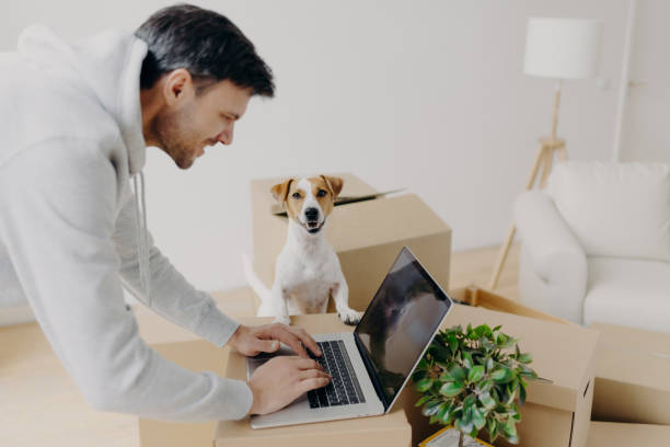 istock Satisfied hard working man busy searching information on laptop computer standing on cardboard boxes, his domestic pet poses near, move in new apartment, sofa and floor lamp. Real estate concept 1187435926