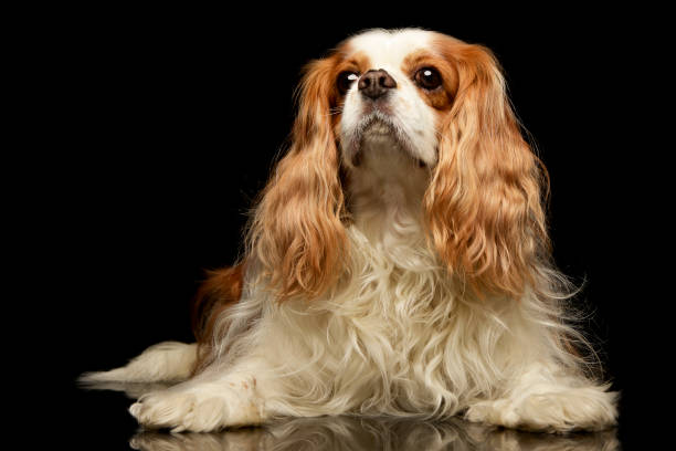 istock Studio shot of an adorable American Cocker Spaniel 1187435966