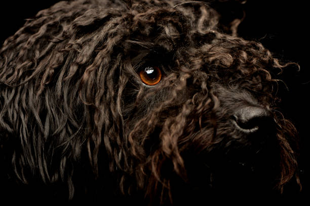 istock Portrait of an adorable Puli 1187436040