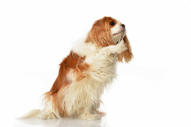 istock An adorable American Cocker Spaniel lifting her front leg 1187436051