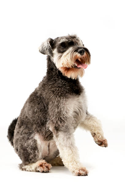 istock Studio shot of an adorable miniature schnauzer 1187436068
