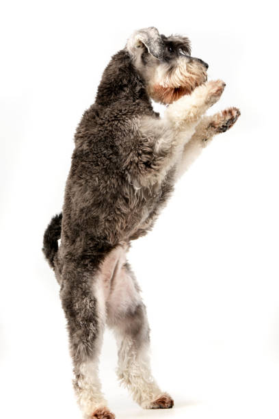 istock An adorable miniature schnauzer standing on hind legs 1187436091