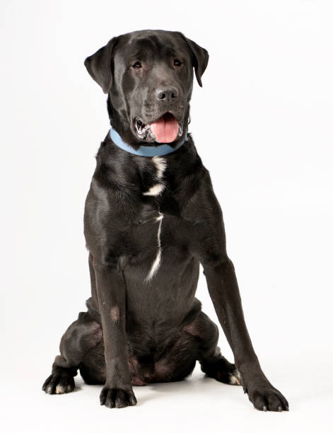 istock Studio shot of an adorable Labrador retriever 1187436103