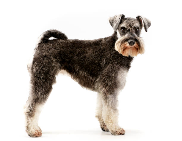 Studio shot of an adorable miniature schnauzer Studio shot of an adorable miniature schnauzer standing on white background. grey miniature schnauzer stock pictures, royalty-free photos & images