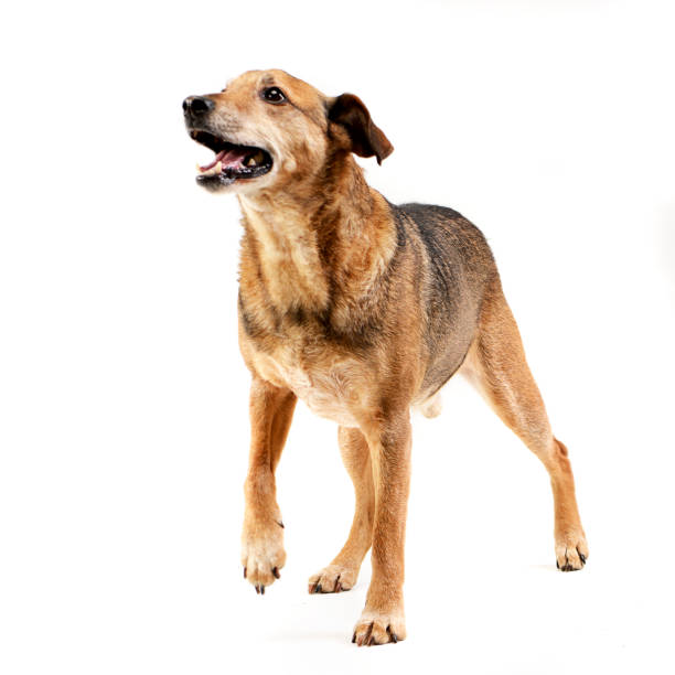 istock Studio shot of an adorable mixed breed dog 1187436639