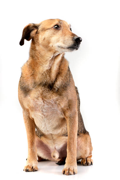 istock Studio shot of an adorable mixed breed dog 1187436679
