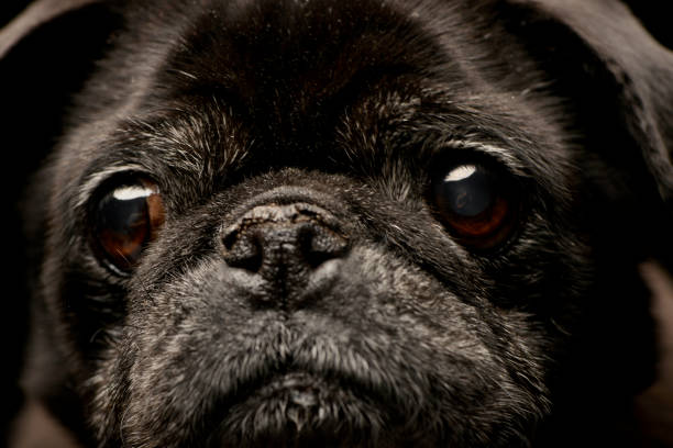 istock Portrait of an adorable Mops (or Pug) 1187436732