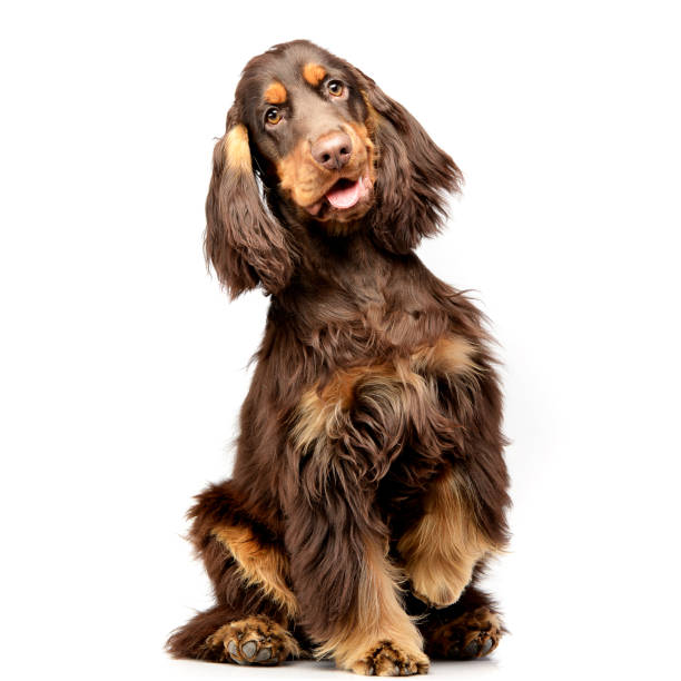 toma de estudio de un adorable cocker spaniel inglés - cocker spaniel fotografías e imágenes de stock