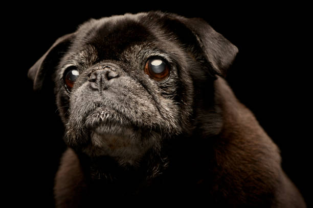 istock Portrait of an adorable Mops (or Pug) 1187436749