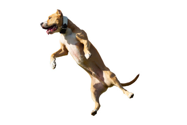 istock Staffordshire Terrier on a white background. Isolated 1187436793