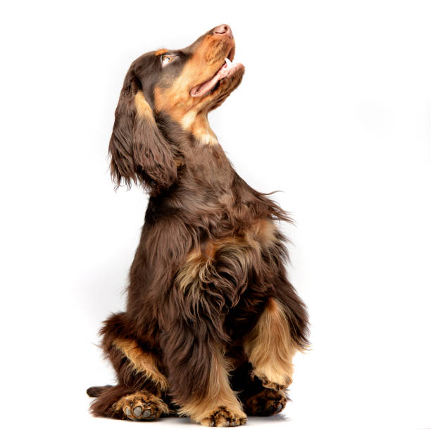 istock Studio shot of an adorable English Cocker Spaniel 1187436795