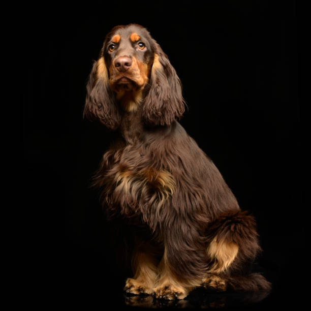 istock Studio shot of an adorable English Cocker Spaniel 1187436800