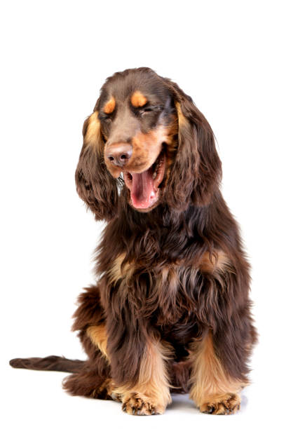 istock Studio shot of an adorable English Cocker Spaniel 1187436805