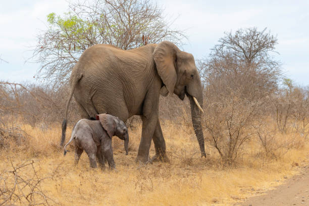 istock a mother elephant protecting her calf 1187436839
