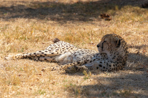 istock portrait of a cheetah 1187436947