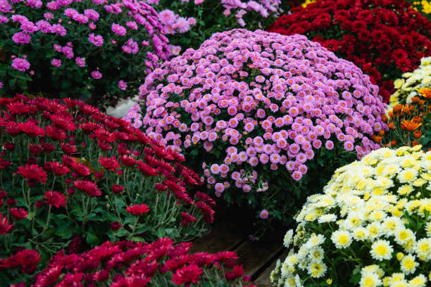 istock Beautiful flowers small chrysanthemums in autumn 1187437326