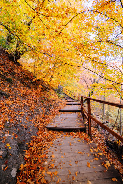 istock Path in the autumn golden forest 1187437588