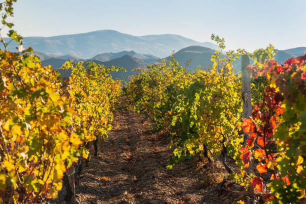 istock bright beautiful vineyard in autumn 1187438401