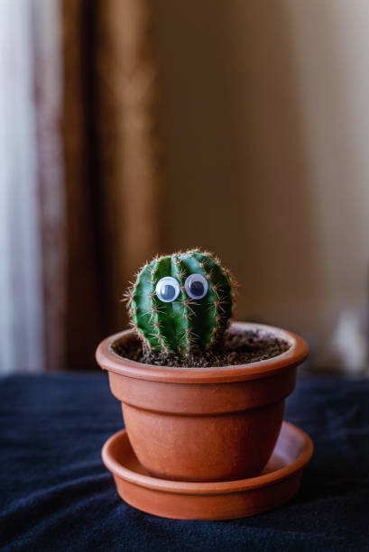 istock cactus with eyes in a ceramic pot 1187438636