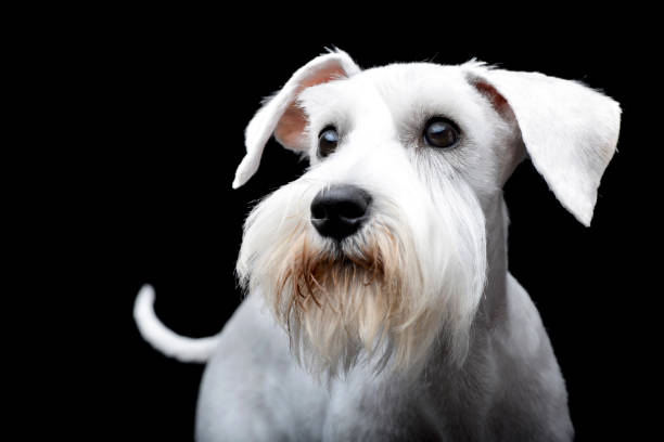 istock Portrait of a cute Miniature Schnauzer 1187439174
