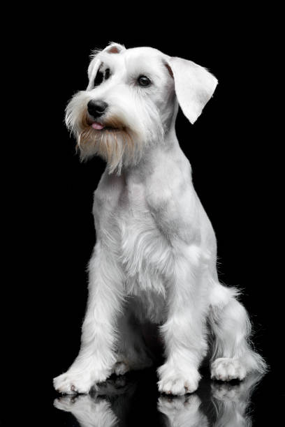 istock Studio shot of a cute Miniature Schnauzer 1187439321