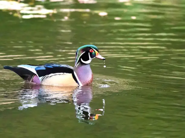 Photo of Wood Duck