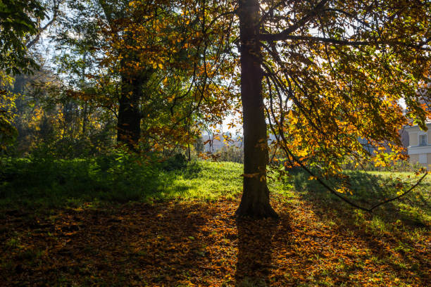 istock autumn in the park 1187439404