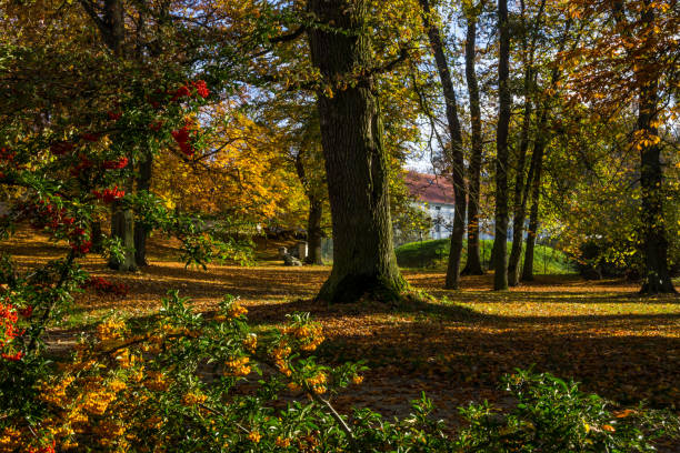 istock autumn in the park 1187440264