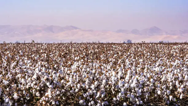 Cotton field ready for harvesting; pollution and haze visible in the air, making hard to see the mountains in the background;  Central California