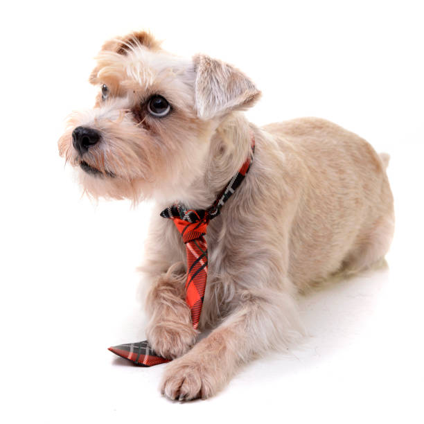 istock Studio shot of an adorable mixed breed dog 1187440605