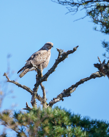 A common buzzard sitting atop a scots pine tree in the Highlands of Scotland