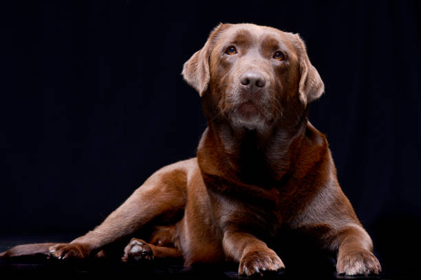 istock Studio shot of an adorable Labrador retriever 1187440871