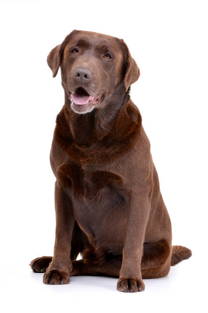 istock Studio shot of an adorable Labrador retriever 1187440892