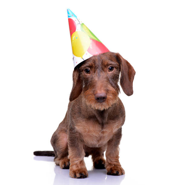 istock A cute Dachshund puppy with a funny paper hat 1187440943