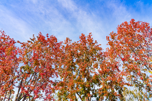 American sweetgum (Liquidambar styraciflua) trees turning bright orange and red during fall; sunny day with blue sky background; fall concept