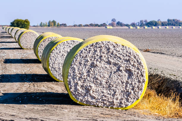 Cotton bales arranged in a row next to a harvested field, ready for pick up; Central California, United States Cotton bales arranged in a row next to a harvested field, ready for pick up; Central California, United States bale stock pictures, royalty-free photos & images