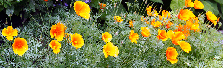 Mass of California Poppies in early summer.