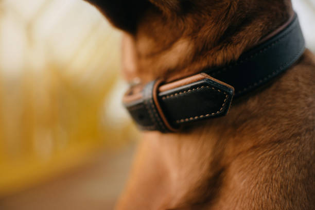 close up of a leather dog collar on a red dog stock photo