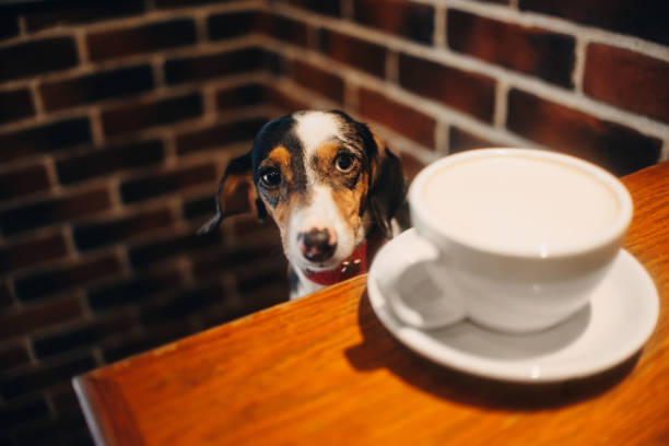 istock adorable dachshund dog sitting in a cafe 1187447951