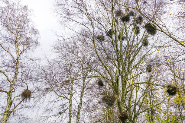 istock europen mistletoe in autumn, attached to their host birch tree 1187448796