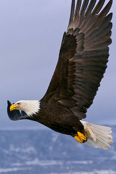 istock american bald eagle in flight against gray alaska winter sky 118744947