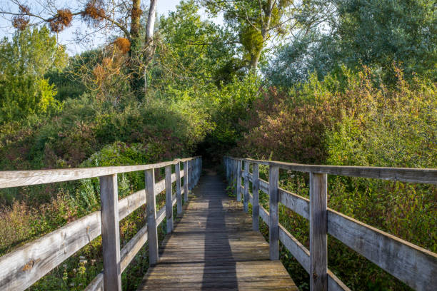 istock Wooden footbridge leading to a small tree tunnel 1187450749